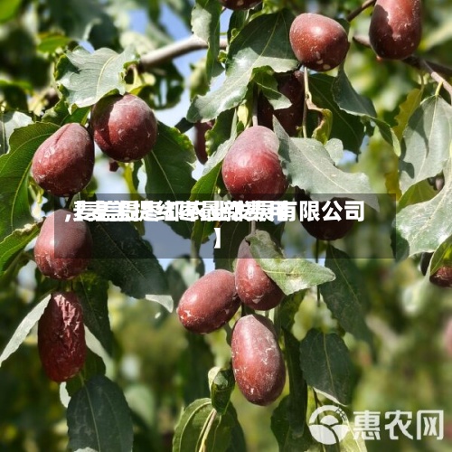 【麦盖提红枣最新费用,麦盖提枣都农业发展有限公司】-第3张图片