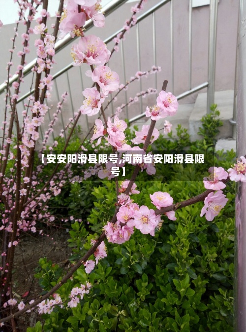【安安阳滑县限号,河南省安阳滑县限号】