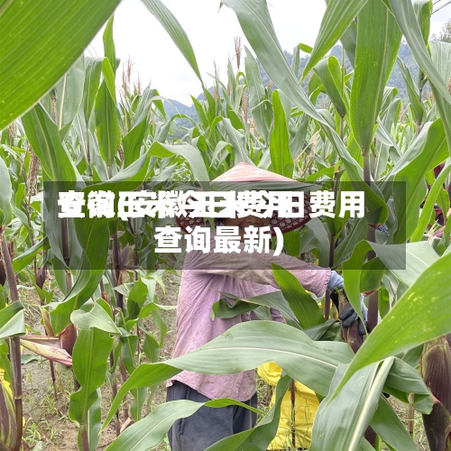 安徽玉米今日费用查询(安徽玉米今日费用查询最新)-第2张图片