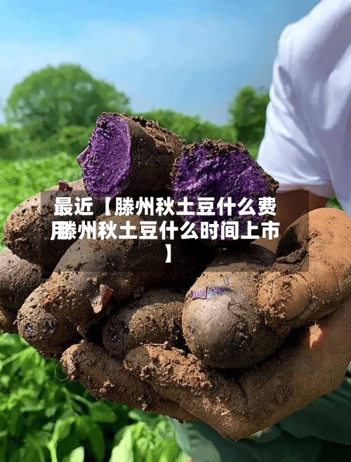 最近【滕州秋土豆什么费用
,滕州秋土豆什么时间上市】