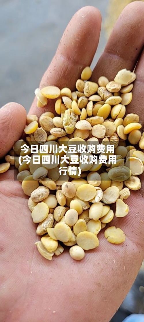 今日四川大豆收购费用(今日四川大豆收购费用行情)