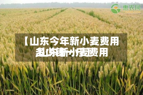【山东今年新小麦费用,山东新小麦费用多少钱一斤】-第2张图片