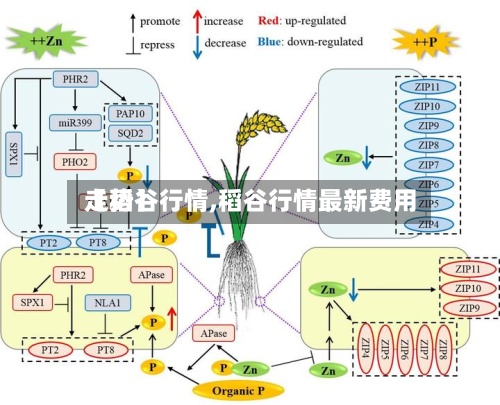 【稻谷行情,稻谷行情最新费用
走势】-第3张图片
