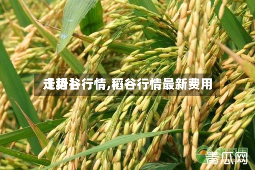 【稻谷行情,稻谷行情最新费用
走势】-第2张图片
