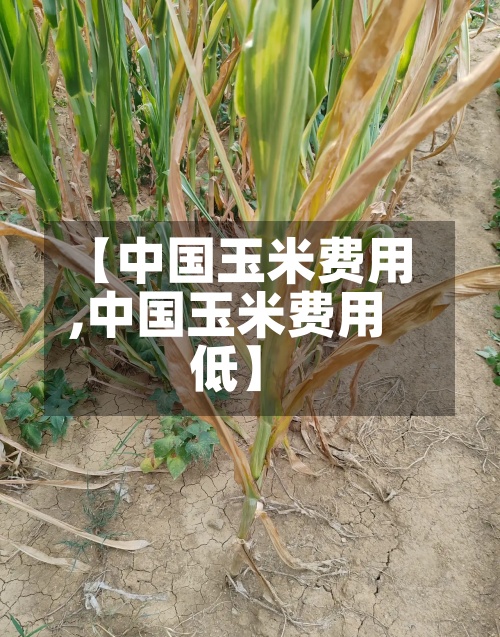 【中国玉米费用,中国玉米费用低】-第3张图片