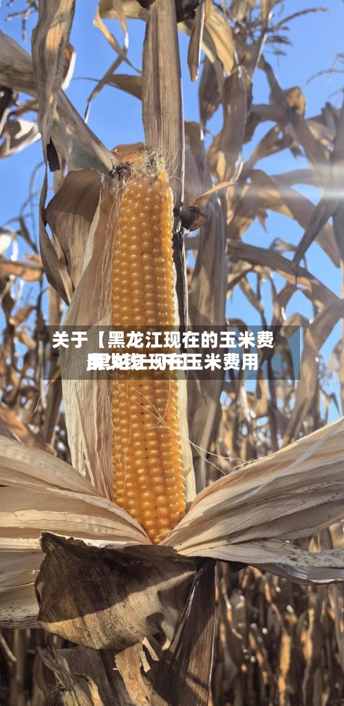 关于【黑龙江现在的玉米费用
,黑龙江现在玉米费用
多少钱一斤】-第2张图片