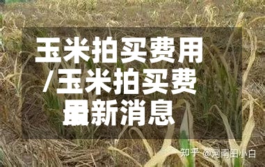 玉米拍买费用
/玉米拍买费用
最新消息-第3张图片