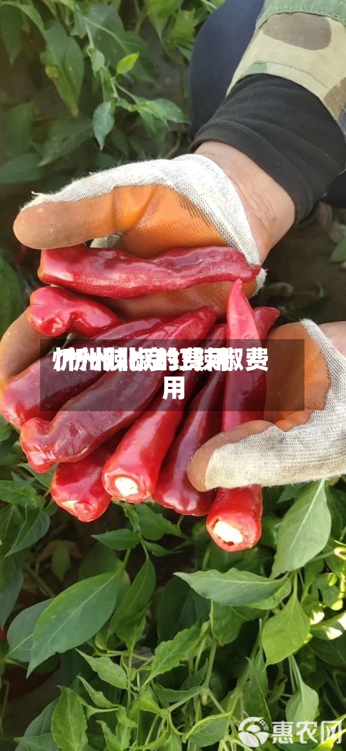 忻州辣椒的费用
/忻州北京红辣椒费用
-第3张图片