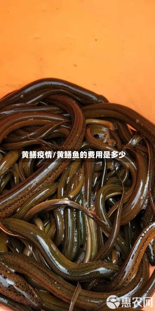 黄鳝疫情/黄鳝鱼的费用是多少-第2张图片