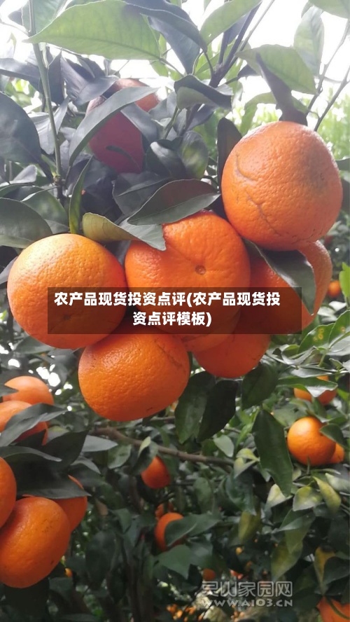 农产品现货投资点评(农产品现货投资点评模板)-第2张图片