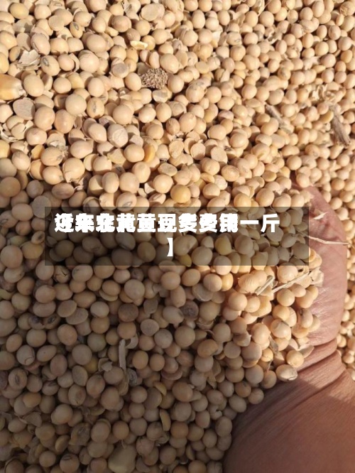 近来【东北黄豆现货费用今年东北黄豆多少钱一斤】-第2张图片