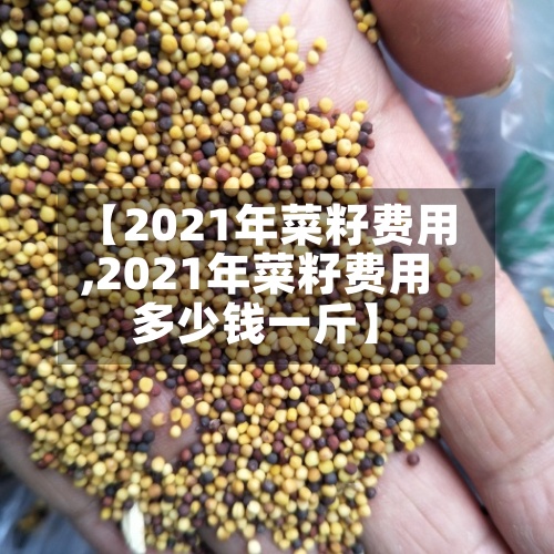 【2021年菜籽费用
,2021年菜籽费用
多少钱一斤】
