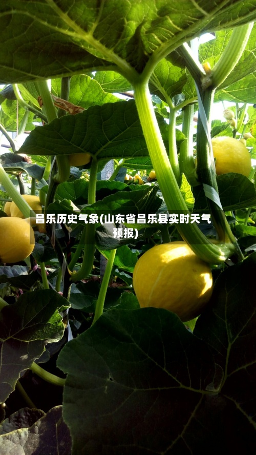 昌乐历史气象(山东省昌乐县实时天气预报)-第2张图片