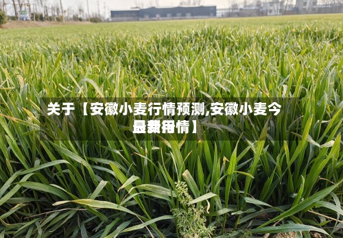关于【安徽小麦行情预测,安徽小麦今日费用
最新行情】