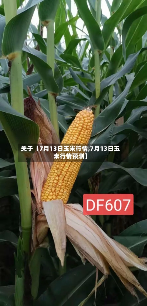 关于【7月13日玉米行情,7月13日玉米行情预测】-第2张图片