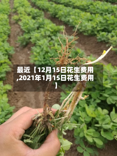 最近【12月15日花生费用
,2021年1月15日花生费用
】-第3张图片