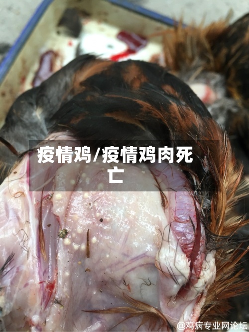 疫情鸡/疫情鸡肉死亡-第3张图片