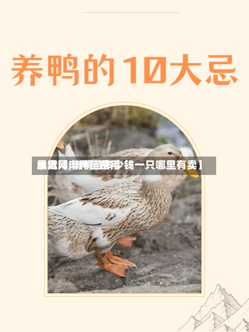 最近【肉鸭苗费用
水禽网,肉鸭苗多少钱一只哪里有卖】