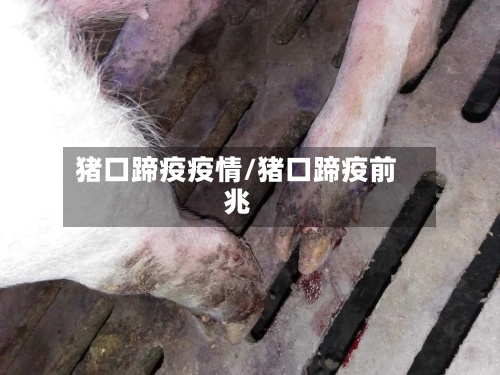 猪口蹄疫疫情/猪口蹄疫前兆-第2张图片