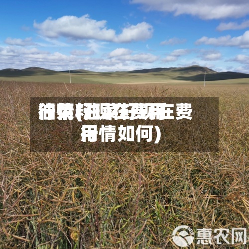 油菜籽现在费用行情(油菜籽现在费用行情如何)