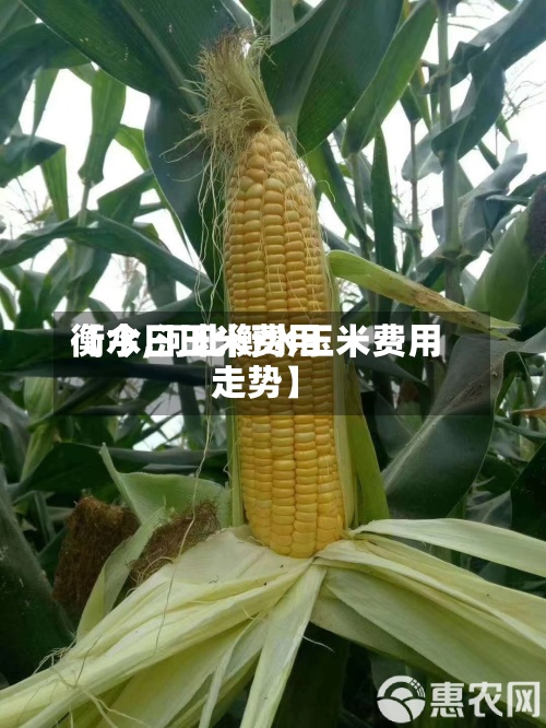 【今日玉米费用衡水,河北衡水玉米费用走势】