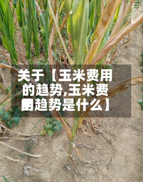 关于【玉米费用的趋势,玉米费用的趋势是什么】-第2张图片