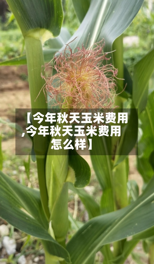 【今年秋天玉米费用,今年秋天玉米费用怎么样】