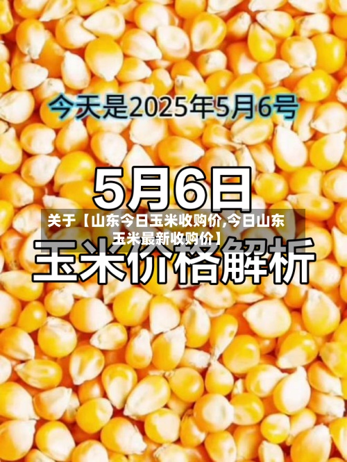 关于【山东今日玉米收购价,今日山东玉米最新收购价】