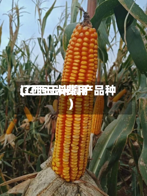 辽西玉米费用
(辽西玉米高产品种)