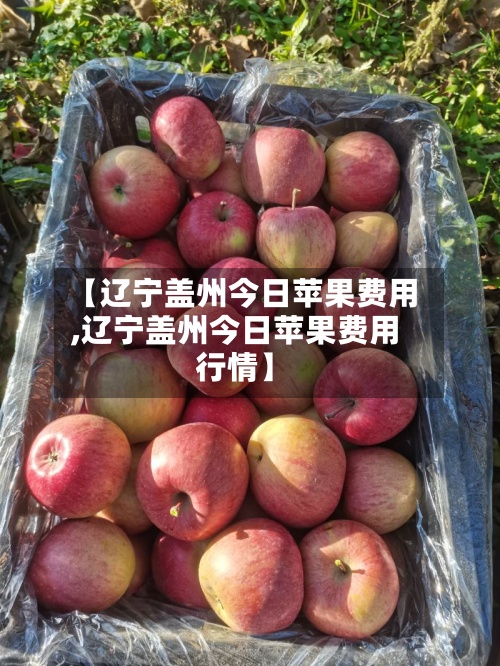 【辽宁盖州今日苹果费用,辽宁盖州今日苹果费用行情】