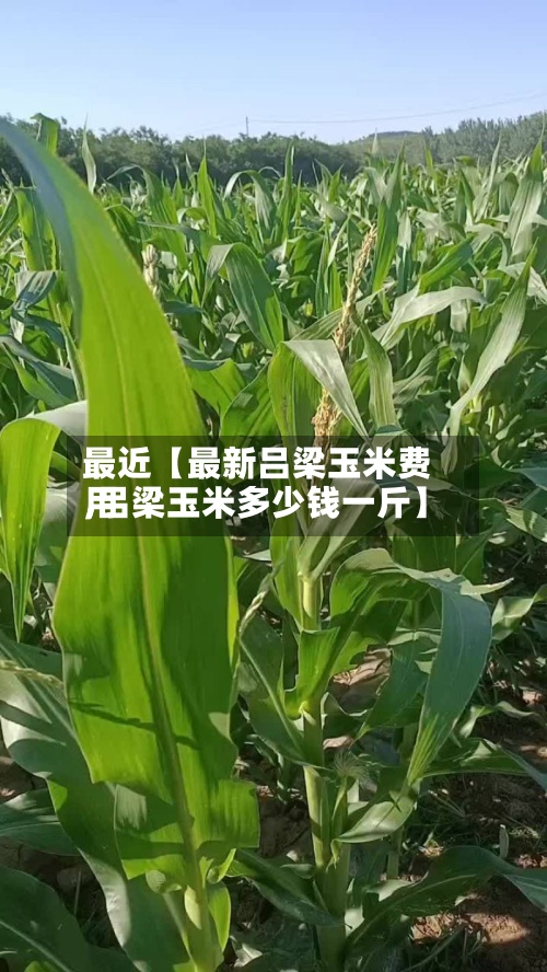 最近【最新吕梁玉米费用,吕梁玉米多少钱一斤】