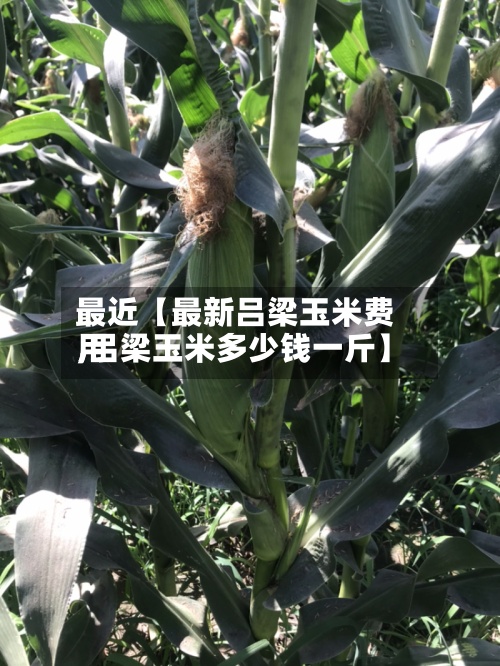 最近【最新吕梁玉米费用
,吕梁玉米多少钱一斤】-第2张图片