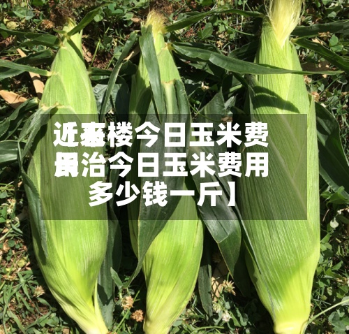 近来
【石楼今日玉米费用
长治今日玉米费用
多少钱一斤】