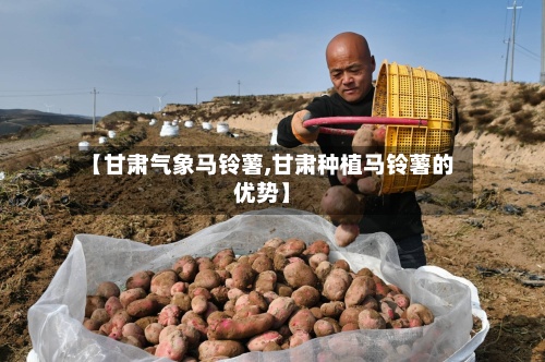 【甘肃气象马铃薯,甘肃种植马铃薯的优势】-第2张图片