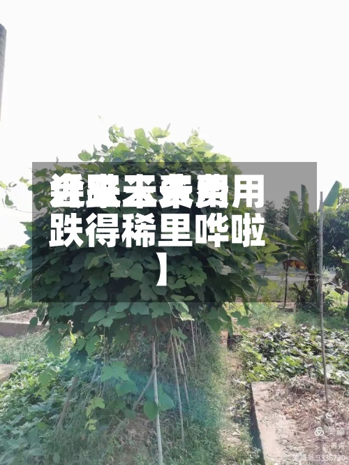 近来【玉米费用会跌玉米费用跌得稀里哗啦】