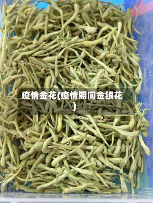 疫情金花(疫情期间金银花)