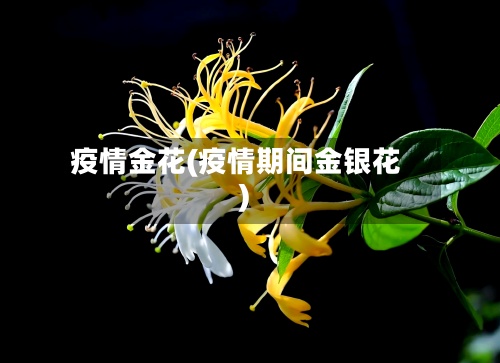 疫情金花(疫情期间金银花)-第2张图片