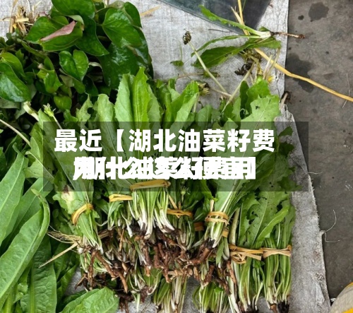 最近【湖北油菜籽费用
,湖北油菜籽费用
为什么这么便宜】