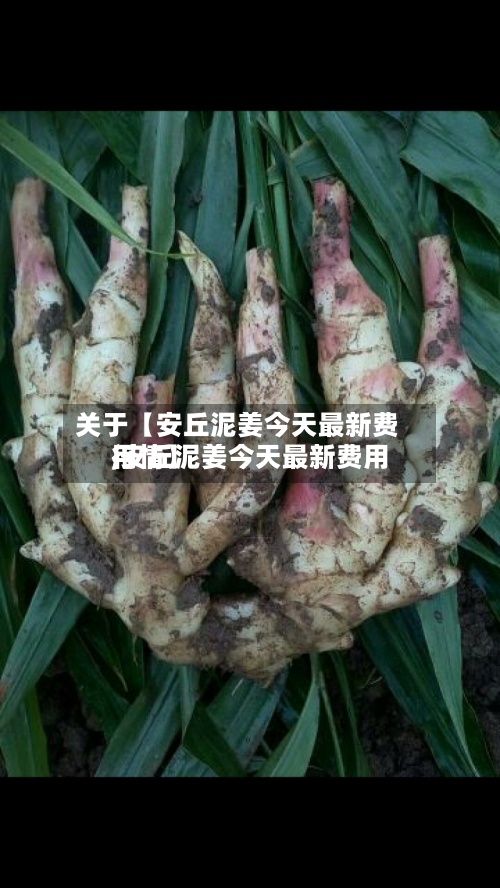 关于【安丘泥姜今天最新费用
,安丘泥姜今天最新费用
行情】-第2张图片