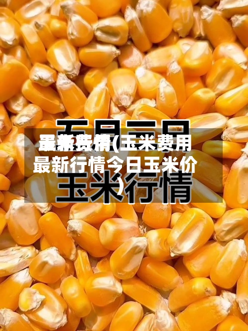 玉米费用最新行情(玉米费用最新行情今日玉米价)-第2张图片