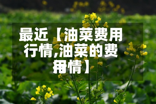最近【油菜费用
行情,油菜的费用
行情】