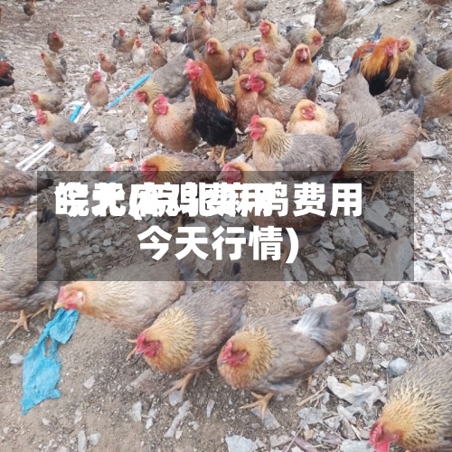 皖北麻鸡费用今天(皖北麻鸡费用今天行情)
