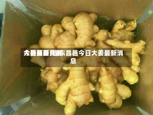 大姜最新费用
今日莒县/山东昌邑今日大姜最新消息