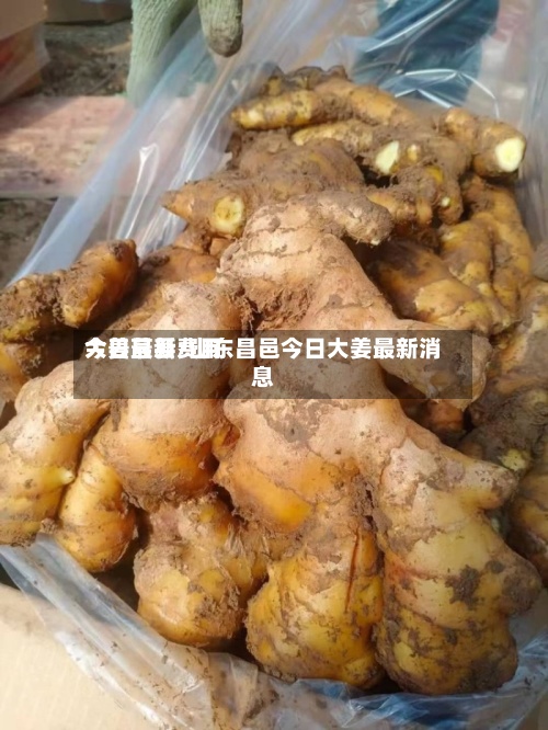 大姜最新费用
今日莒县/山东昌邑今日大姜最新消息-第3张图片