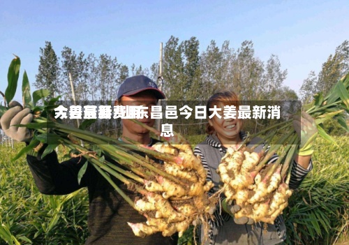 大姜最新费用
今日莒县/山东昌邑今日大姜最新消息-第2张图片