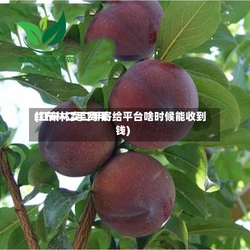红布林二手费用
(红布林卖二手寄给平台啥时候能收到钱)-第2张图片