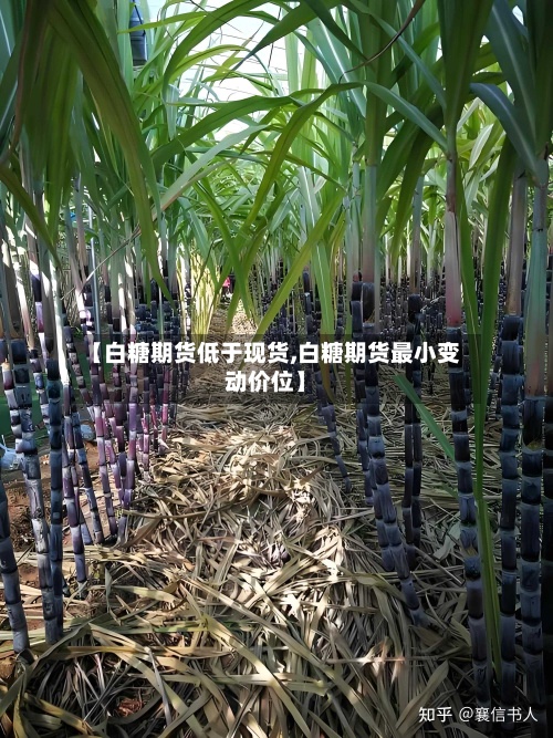 【白糖期货低于现货,白糖期货最小变动价位】