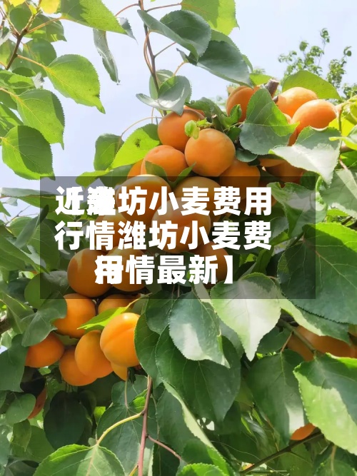 近来
【潍坊小麦费用
行情潍坊小麦费用
行情最新】