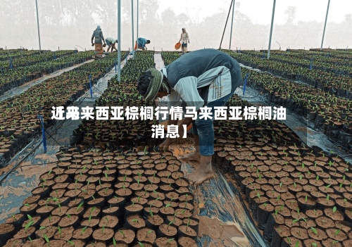 近来
【马来西亚棕榈行情马来西亚棕榈油消息】