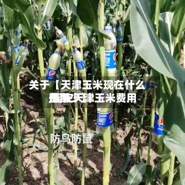 关于【天津玉米现在什么费用
,现在天津玉米费用
是多少】